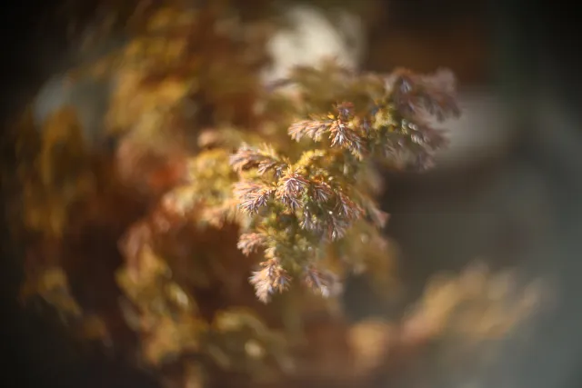 Simplex Ampro Ltd 2.5cala (63.5mm) f1.8 16mm (DIY) - 00002220.webp