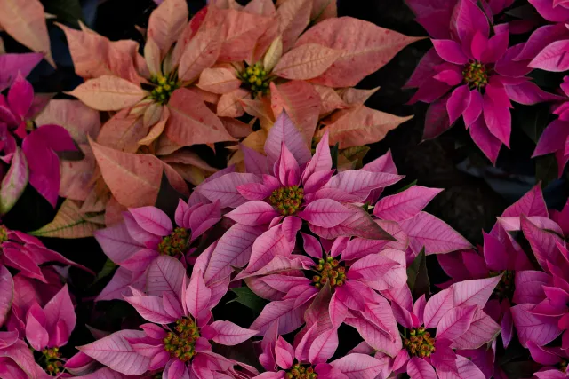 Zenith Helios-77M-4 50mm f1.8 VOMZ (M42) - 00000799.webp