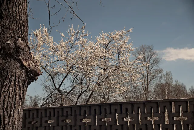 Vivitar Series 1 28-105mm f2.8-3.8 VMC Macro (Olympus OM) - 00005527.webp