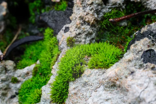 Carl Zeiss Jena DDR Pancolar Electric 50mm f1.8 (M42) - 00004482.webp