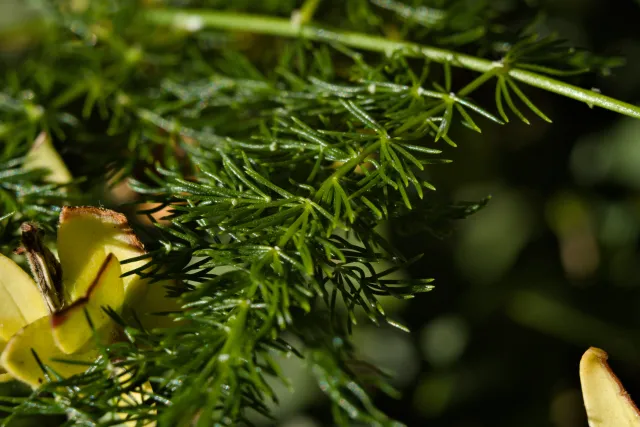 Meyer-Optik Görlitz Primagon 35mm f4.5 (M42) - 00001168.webp