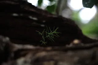 Carl Zeiss Jena DDR Pancolar Electric 50mm f1.8 (M42) - 00004473.webp