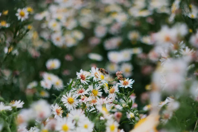 Jena Biotar 58mm f2.0 (wczesny, ~1953) (M42) - 00000035.webp
