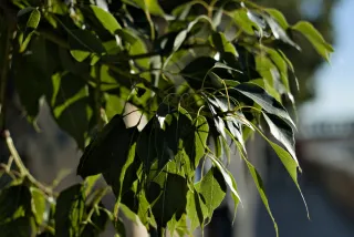 Zenith Helios-77M-4 50mm f1.8 VOMZ (M42) - 00000210.webp