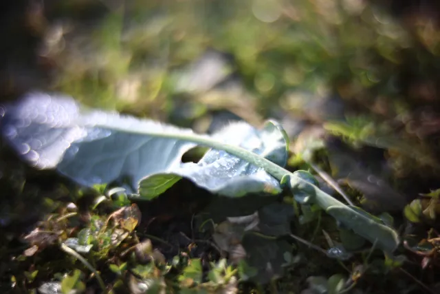 KOWA SUPER PROMINAR-16 50mm f1.2 Eiki 16mm (DIY) - 00002052.webp