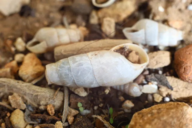 Carl Zeiss Jena DDR Pancolar Electric 50mm f1.8 (M42) - 00004073.webp