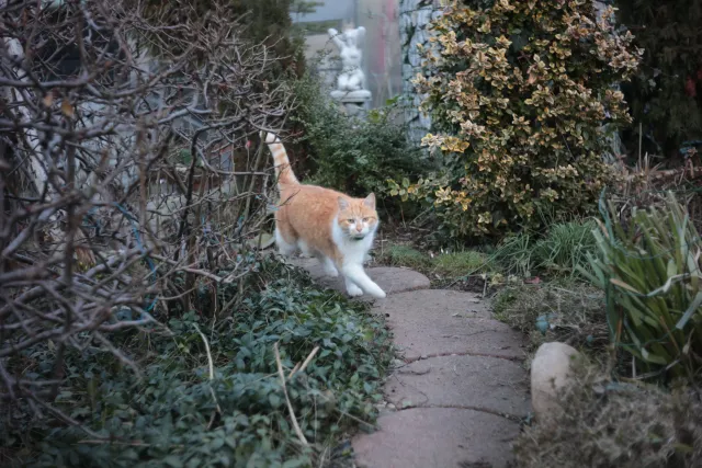 Kilfitt Makro-Kilar D f2.8 40mm (EXA) - 00004871.webp