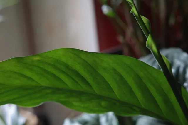 Formula 5 Gold Crown Macro Zoom 60-150mm f4 MC (M42) - 00005040.webp