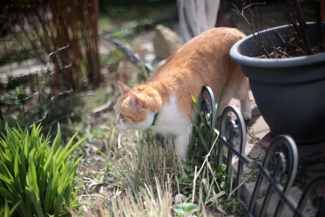 Canon FD 50mm f1.4 SSC (FD) - 00005607.webp