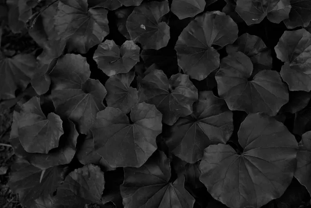 Zenith Helios-77M-4 50mm f1.8 VOMZ (M42) - 00000659.webp