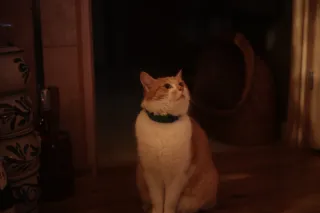 Ricoh Rikenon 50mm f1.4 (Pentax-K) - 00001874.webp