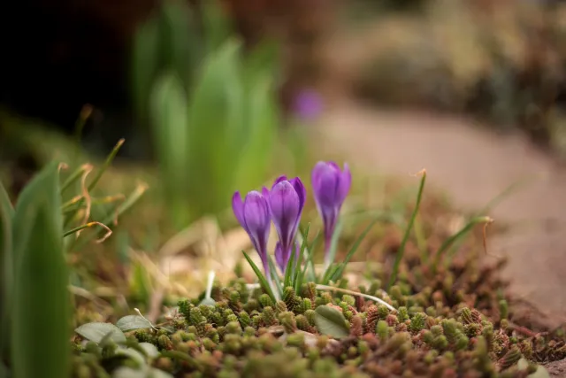 Yashica Lens DSB 55mm f2 (CY) - 00005405.webp