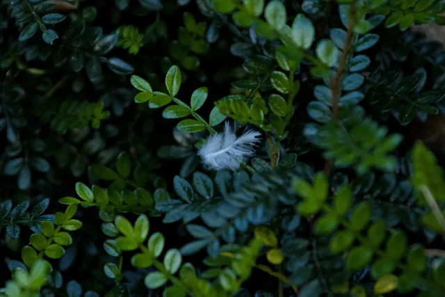 Tamron 28-300mm F3.5-6.3 (EF) - 00001216.webp