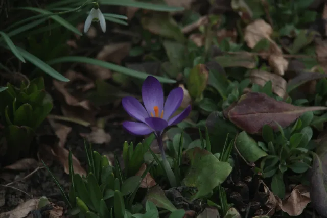 Kiron 35-135mm f3.5-4.5 Macro 1-4 MC (Pentax-K) - 00005063.webp