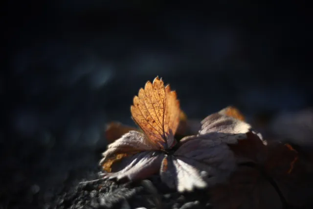 KOWA SUPER PROMINAR-16 50mm f1.2 Eiki 16mm (DIY) - 00002061.webp