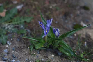 Minolta MC Rokkor-PF 55mm f1.7 (Minolta MCMD) - 00002928.webp