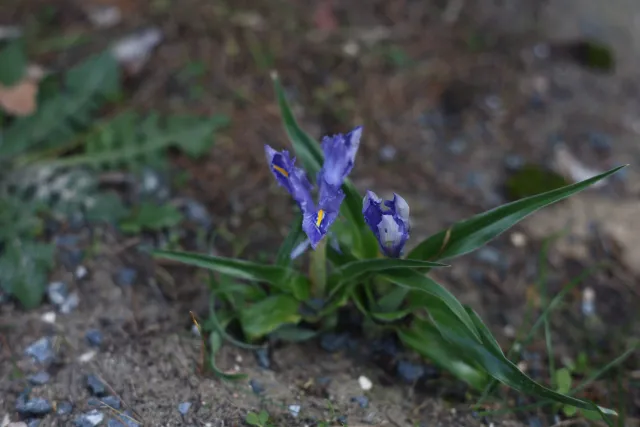 Minolta MC Rokkor-PF 55mm f1.7 (Minolta MCMD) - 00002928.webp