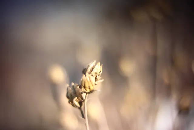 KOWA SUPER PROMINAR-16 50mm f1.2 Eiki 16mm (DIY) - 00001982.webp