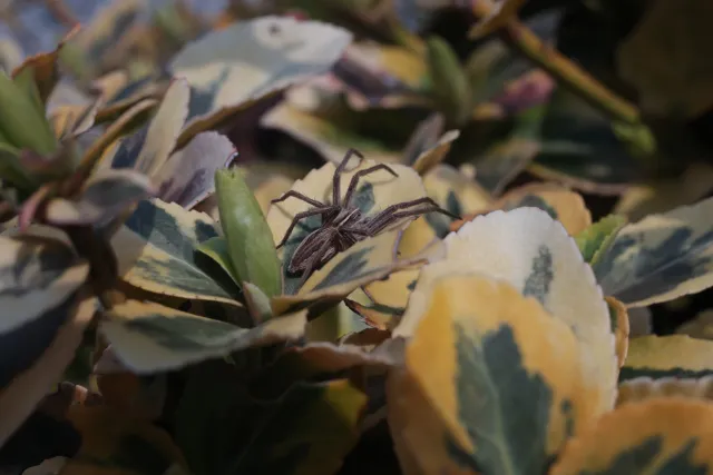 Kilfitt Makro-Kilar D f2.8 40mm (EXA) - 00005294.webp