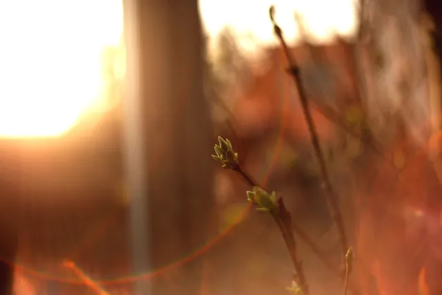 Yashica Lens DSB 55mm f2 (CY) - 00005387.webp