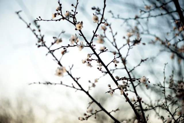 Canon FD 70-210mm f4 (FD) - 00005457.webp