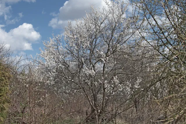 SMC Pentax 45-125mm f4 (Pentax-K) - 00005695.webp