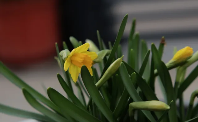 Formula 5 Gold Crown Macro Zoom 60-150mm f4 MC (M42) - 00005024.webp