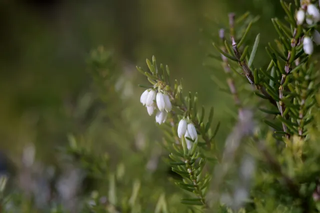 Carl Zeiss Jena DDR MC Sonnar 135mm f3.5 (M42) - 00005169.webp