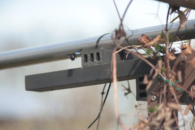 Jupiter-21M 200mm f4 (M42) - 00005651.webp