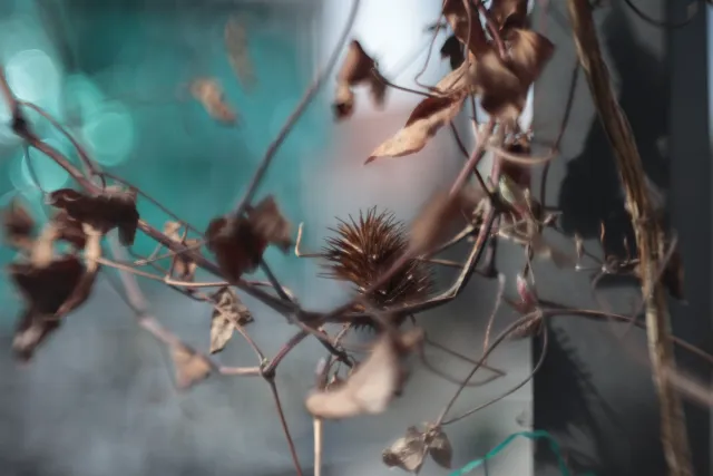 Helios 44-M-2 Trioplan Mod (M42) - 00005153.webp