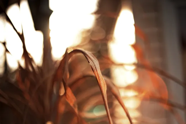 Yashica Lens ML 50mm f1.9 (CY) - 00005383.webp