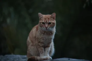 Osawa 135mm f2.8 (Minolta MD) - 00002772.webp