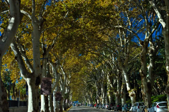 Zenith Helios-77M-4 50mm f1.8 VOMZ (M42) - 00000747.webp