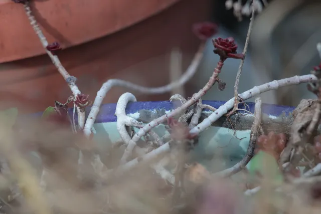 Carl Zeiss Jena DDR MC Sonnar 135mm f3.5 (M42) - 00005163.webp