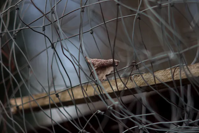 Auto Mamiya-Sekor 200mm f3.5 (M42) - 00005079.webp