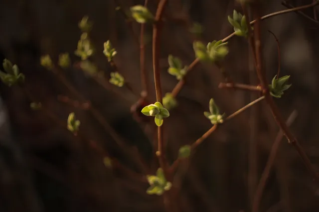 Yashica Lens ML 50mm f1.9 (CY) - 00005394.webp