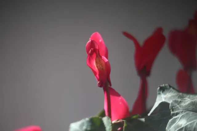 Simplex Ampro Ltd 2.5cala (63.5mm) f1.8 16mm (DIY) - 00003116.webp