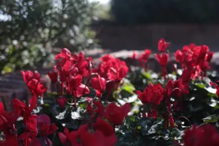 Minolta MC Rokkor-PF 55mm f1.7 (Minolta MCMD) - 00003088.webp