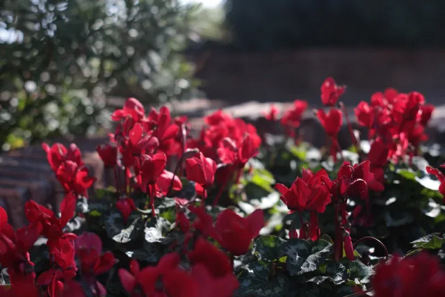 Minolta MC Rokkor-PF 55mm f1.7 (Minolta MCMD) - 00003088.webp