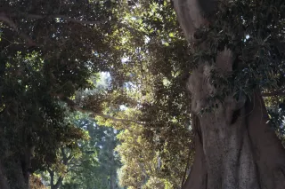 Meyer-Optik Görlitz Primagon 35mm f4.5 (M42) - 00002493.webp