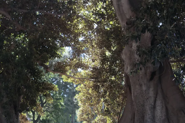 Meyer-Optik Görlitz Primagon 35mm f4.5 (M42) - 00002493.webp