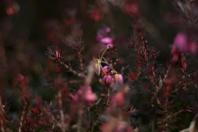 Fujinon 55mm f2.2 (M42) - 00005087.webp