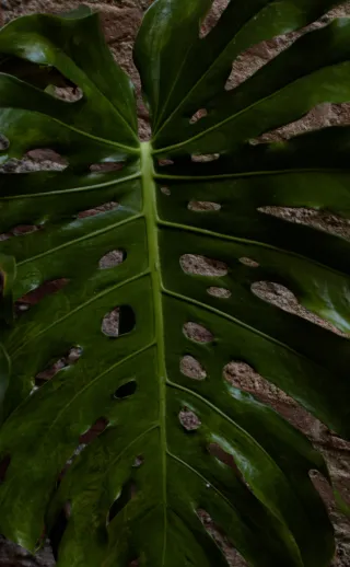 Tamron 28-300mm F3.5-6.3 (EF) - 00000537.webp