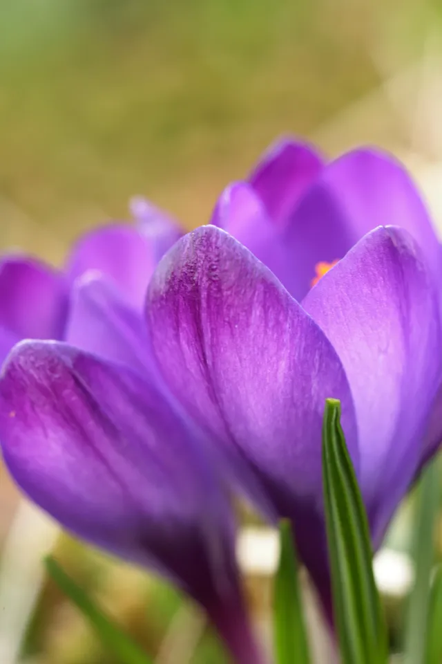 Canon Macro Lens FD 50mm f3.5 S.S.C. (FD) - 00005256.webp