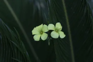 Carl Zeiss Jena DDR Pancolar Electric 50mm f1.8 (M42) - 00003258.webp