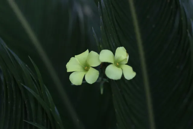 Carl Zeiss Jena DDR Pancolar Electric 50mm f1.8 (M42) - 00003258.webp