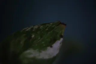 ISCO-Göttingen Kiptaron 65mm f1.6 (DIY) - 00003210.webp