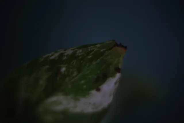 ISCO-Göttingen Kiptaron 65mm f1.6 (DIY) - 00003210.webp