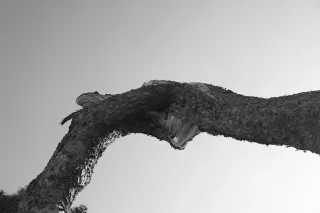 Carl Zeiss Jena DDR Pancolar Electric 50mm f1.8 (M42) - 00003624.webp