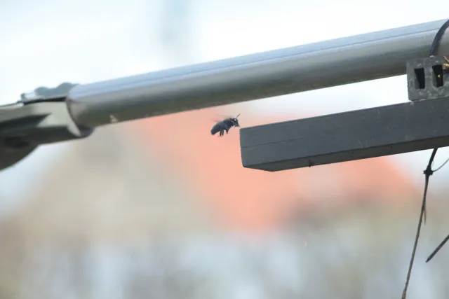 Jupiter-21M 200mm f4 (M42) - 00005653.webp